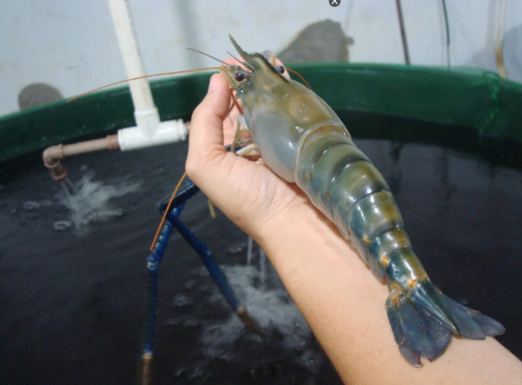 Leia mais sobre o artigo Aquicultura capixaba aposta no cultivo de camarão gigante em água doce