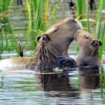 Iema orienta população sobre como agir ao encontrar animais silvestres em áreas públicas