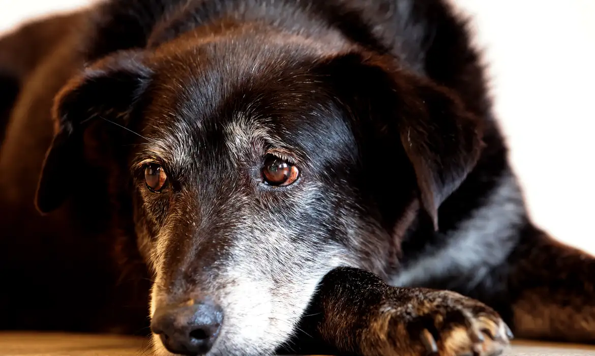 Leia mais sobre o artigo Justiça condena lojista a 5 anos de reclusão por maus-tratos a cães